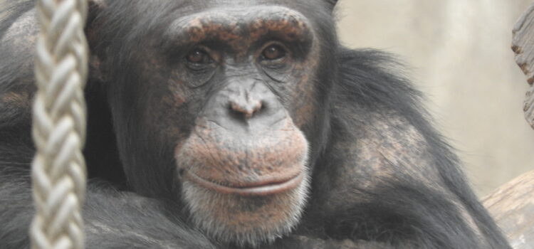 Expedition zum Thema Evolution in der Zooschule